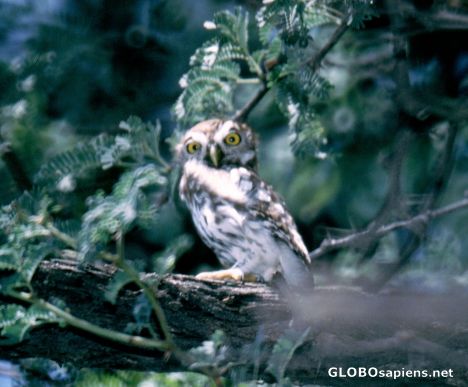 Postcard Owl