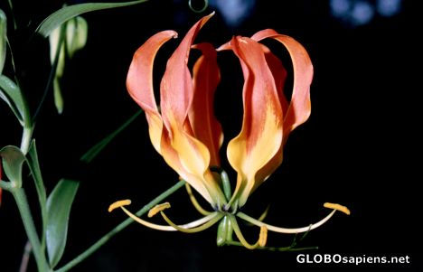Postcard Flower