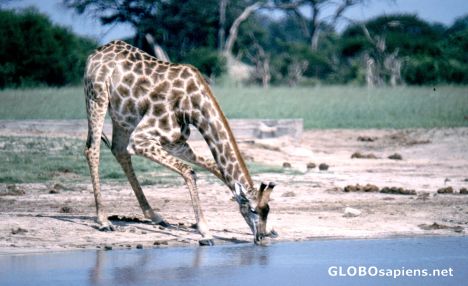 Postcard Giraffe