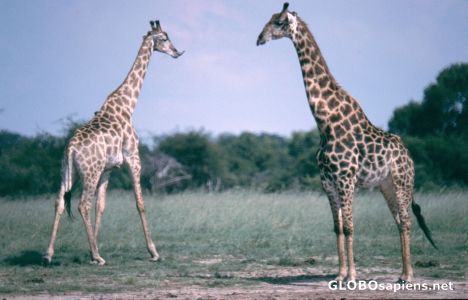 Postcard Giraffe