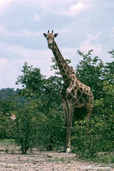 Postcard Giraffe