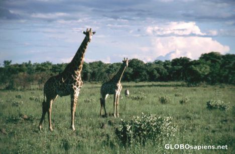 Postcard Giraffe