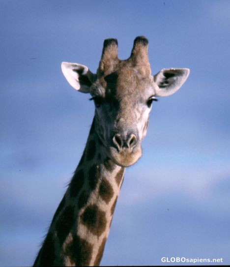 Postcard Giraffe