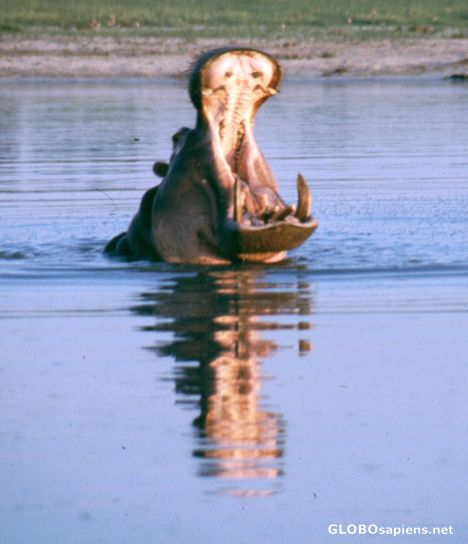 Postcard Hippo
