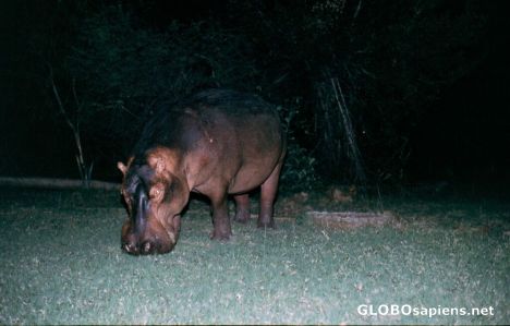 Postcard Hippo