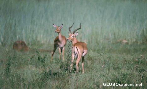 Postcard Impala