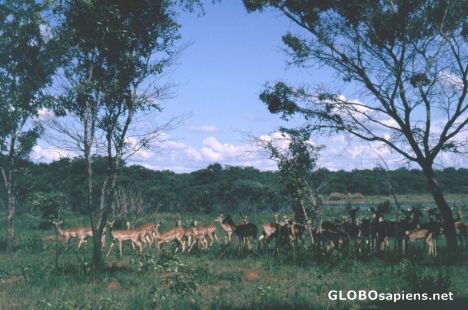 Postcard Impala