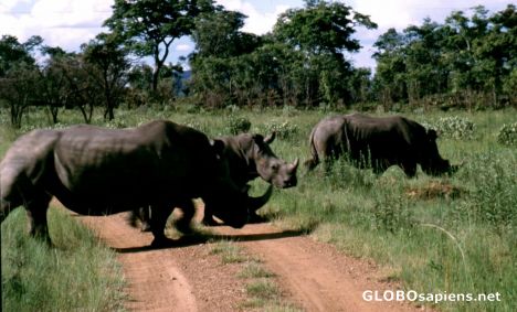 Postcard Rhino