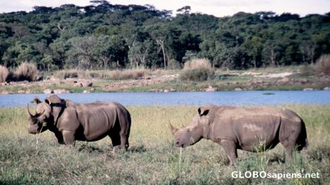 Postcard Rhino