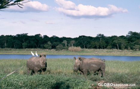 Postcard Rhino