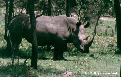 Postcard Rhino