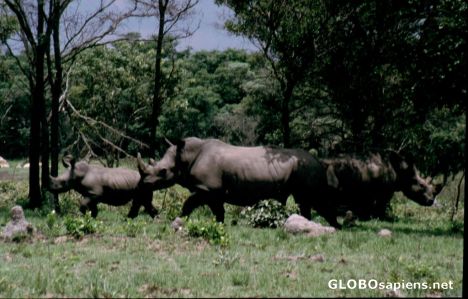 Postcard Rhino