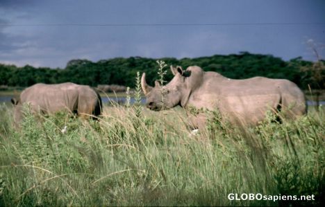 Postcard Rhino