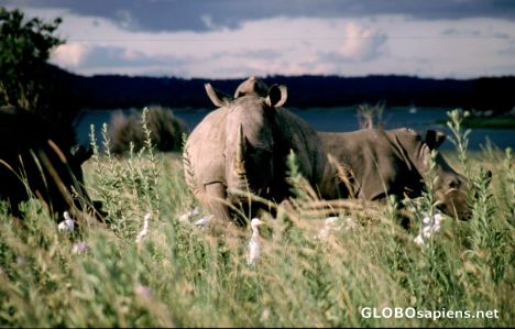 Postcard Rhino