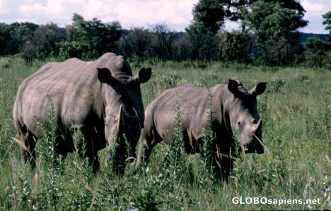 Postcard Rhino