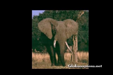 Postcard Zimbabwe