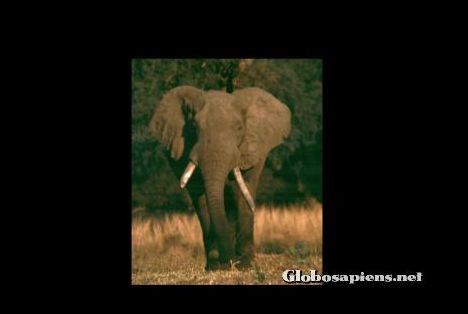 Postcard Zimbabwe