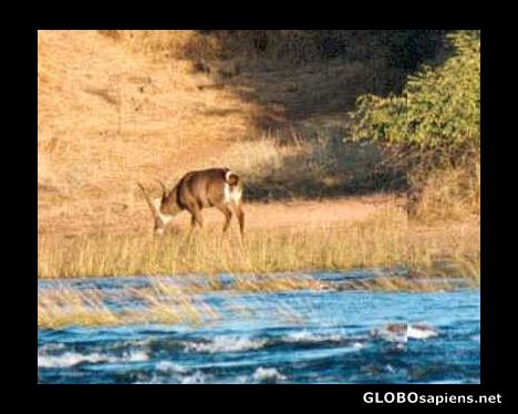 Postcard Waterbuck