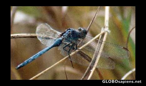 Postcard Dragon Fly