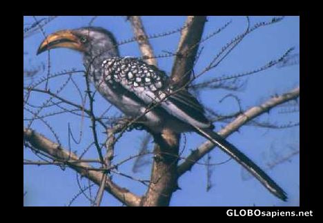 Postcard hornbill