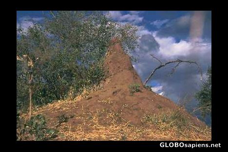 Postcard termite