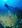 brown_diver