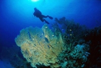 brown_diver