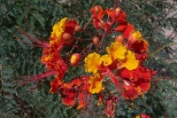 oakblossom