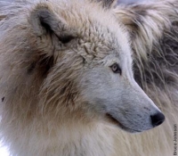 shyewolf