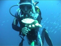 tetodiver