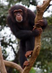 Chimp