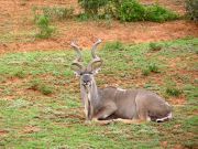 Kudu
