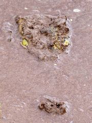 Crocodile