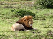 Schotia lion