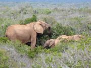 Elephant family