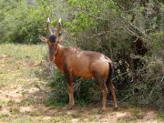 Red Hartebeest