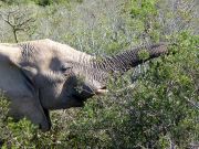 Addo elephant