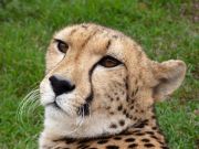 Cheetah