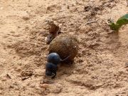 Flightless dung beetle