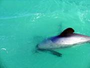 Akaroa travelogue picture