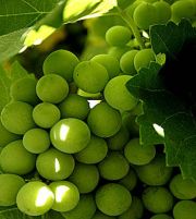 Grapes