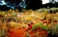 Alice Springs travelogue picture