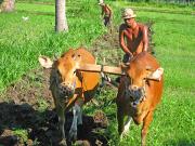 Ploughing the field