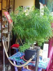Weed Plant