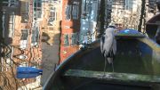Bird in a boat