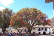 The 'flame tree'