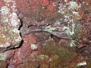 spiderweb in a lava cave