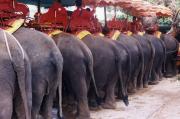 Elephant rides