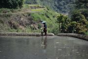Rice Worker
