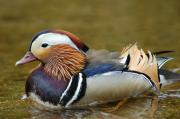 Ducks